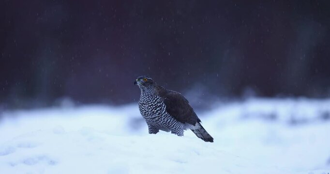 Goshawk