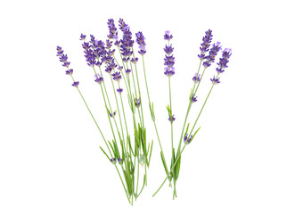 Lavender flowers isolated on white background	