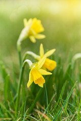 Jonquil in meadow. Spring flower and sunny defocused nature background	
