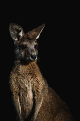 Portrait of a dramatic kangaroo with black background