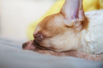 funny chihuahua dog lying on the bed