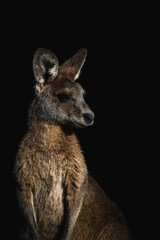 Portrait of a kangaroo looking to the side with black background © Uri Prat
