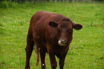 A brown cow grazing and licking on a farm field in the summer.