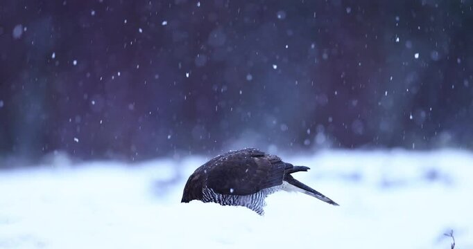 Goshawk with prey during snowfall