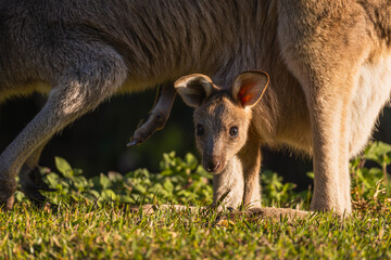 Close-up shot of a baby kangaroo poking its head out of its mother's pouch
