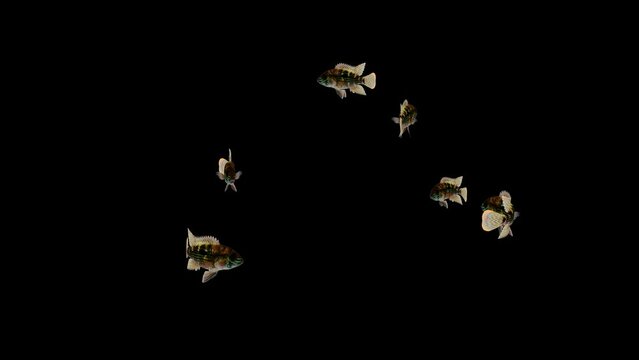 Group of Andinoacara Rivulatus fish swimming on black background Video, Fish Animation, Fish Swim green Screen Video, 3D Animation, Underwater, Single and Group, Near camera, aquatic animals, 4K 