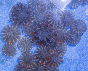 underwater photos of jellyfish Cassiopea andromeda, Upside down