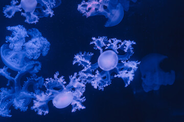 Fototapeta na wymiar underwater photos of jellyfish marble jellyfish lychnorhiza lucerna