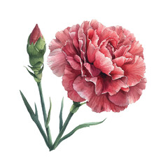 cute carnation vector illustration in watercolour style