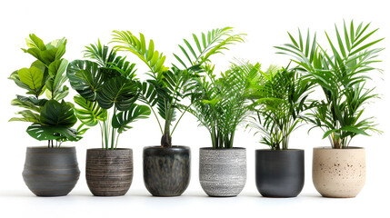Pot plant set Large natural houseplant Collection of Beautiful trendy decorative plants for home and office, isolated on white background.AI Generative