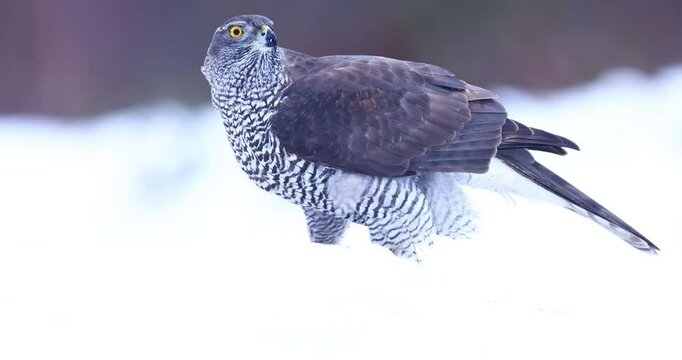 Goshawk up close
