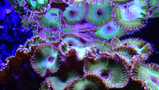 Multicolored Corals in a marine aquarium. Adventure Aquarium, Camden, New Jersey, USA