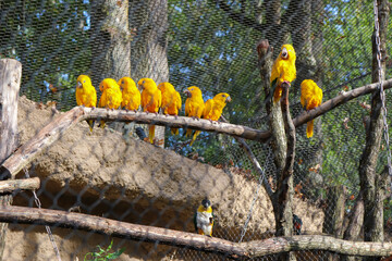 Zoo Beauval - Conures dorées et caïque au ventre blanc