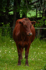 A red cow standing on a farm field in the summer. A forest and an electrical fence are behind him.