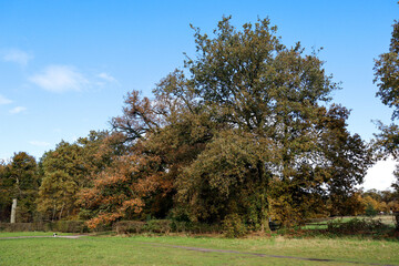 Big tree, autumn, Utrecht , Netherlands, dog, little pal