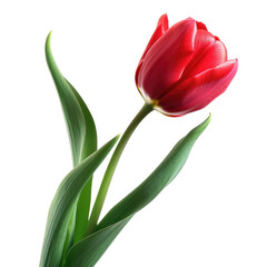 Single Red Tulip with Green Leaves on Transparent Background, PNG, Concept of Spring, Nature, and Floral Beauty