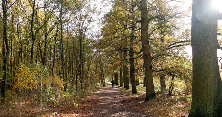 Autumn, path, Forrest, woods, alone, walking, Netherlands, De Bilt, sunbeam