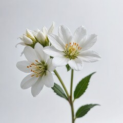 Fototapeta na wymiar dahlia flower on white 
