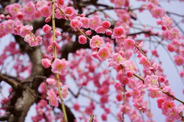 梅の花の木