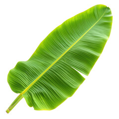 Curved Green Banana Leaf with Ribbed Texture on Transparent Background, PNG, Concept of Lush Tropical Vegetation and Eco-Friendly Themes
