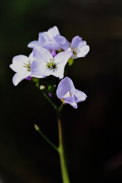 Cuckoo flower in the spring