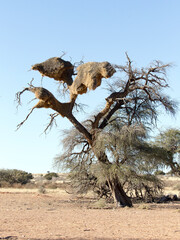 Photo of sociable weaver nest on tree