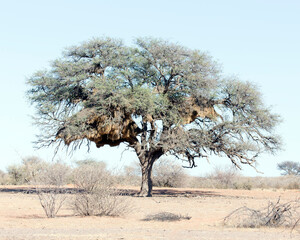 Photo of sociable weaver nest on tree