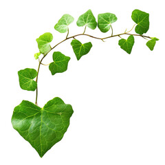 Ivy Vine with Heart-Shaped Leaves on Transparent Background, PNG, Concept of Growth, Climbing Plants, and Natural Decor