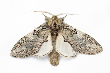 Peridea anceps, the great prominent, is a moth of the family Notodontidae