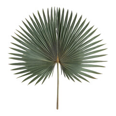 Fototapeta premium Symmetrical Green Palm Leaf PNG, Transparent Image without background, Concept of Geometric Nature and Exotic Design Elements