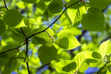 Background of first tender-green linden leaves against blue sky on sunny May day. Spring mood