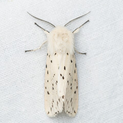 Spilosoma lubricipeda, the white ermine, is a moth of the family Erebidae.