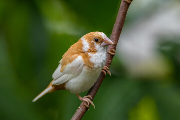 Known as the Society finch in North America and the Bengali finch or Bengalese finch elsewhere, Lonchura striata domestica is a domesticated finch not found in nature