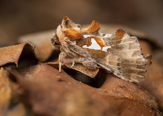 The Argentine (Spatalia argentina) is a moth of the family Notodontidae.