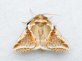 The buff arches (Habrosyne pyritoides) is a moth of the family Drepanidae.