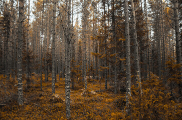 Fototapeta premium autumn in the woods