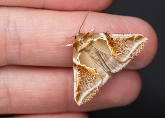 The buff arches (Habrosyne pyritoides) is a moth of the family Drepanidae. In hand