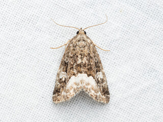 Protodeltote pygarga, the marbled white spot, is a species of moth of the family Noctuidae.