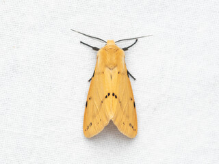 The buff ermine (Spilarctia luteum) is a moth of the family Erebidae.
