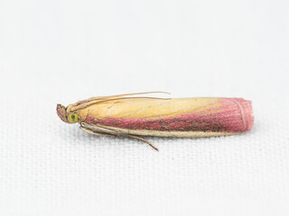 Oncocera semirubella, the rosy-striped knot-horn, is a small moth of the family Pyralidae.