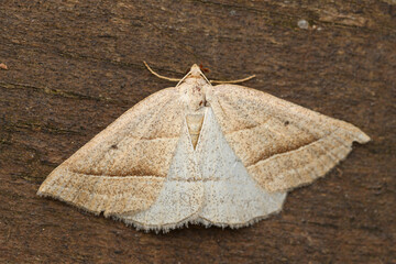 Petrophora chlorosata, the brown silver-line, is a moth of the family Geometridae found in Asia and Europe.