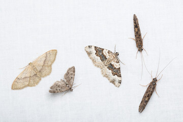 several species of moths together on a white background