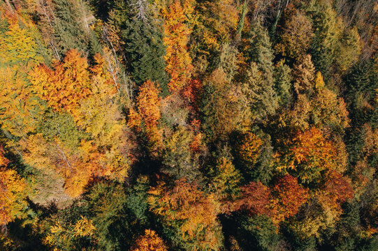 Herbstlicher Wald mit farbigen Bl&auml;ttern auf den B&auml;umen.