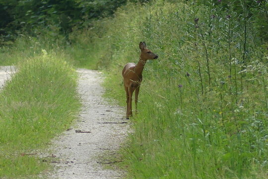 Reh auf Waldweg