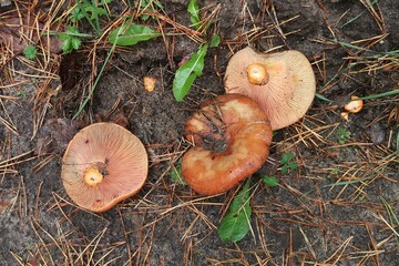 A variety of mushrooms in the autumn forest.