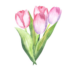 Bouquet of flowers on an isolated white background. Watercolor illustrations. Pink light tulips hand drawn. For cards, invitations, celebration
