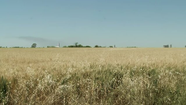 A Wheat Field in the Province of Entre Rios, Argentina.  