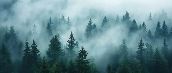 Crédence de cuisine en verre imprimé Forêt dans le brouillard Misty Morning Forest Landscape with Fog Covered pine Trees background banner copy space area 