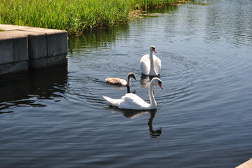 Swans and Cygnet on Still Waters of Industrial Canal