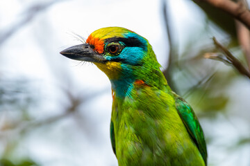 The red-throated barbet (Psilopogon mystacophanos) is a species of bird in the family Megalaimidae. It is found in Brunei, Indonesia, Malaysia